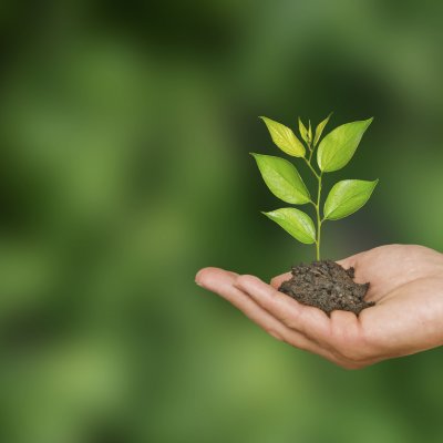 More than 5000 trees will be planted at UQ St Lucia.